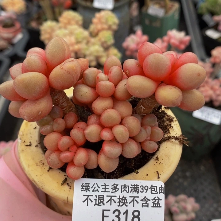 先锋派8cm318多肉植物