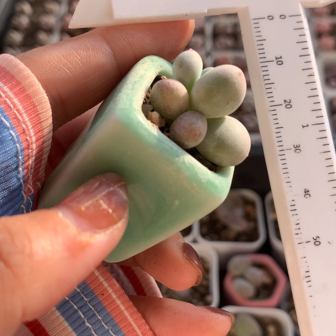 有锦基因双头有锦文的