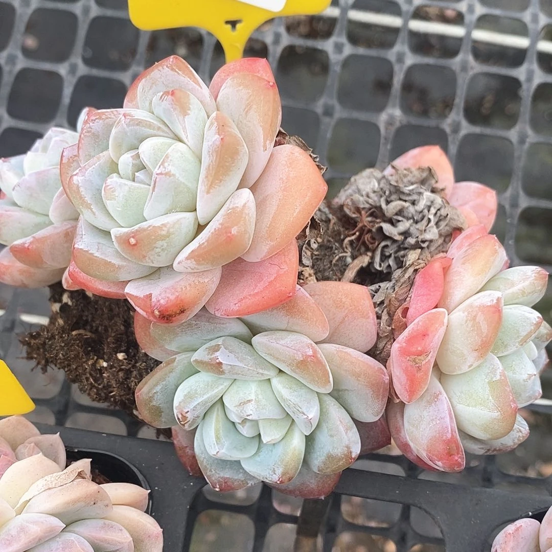 福利多多，1220099