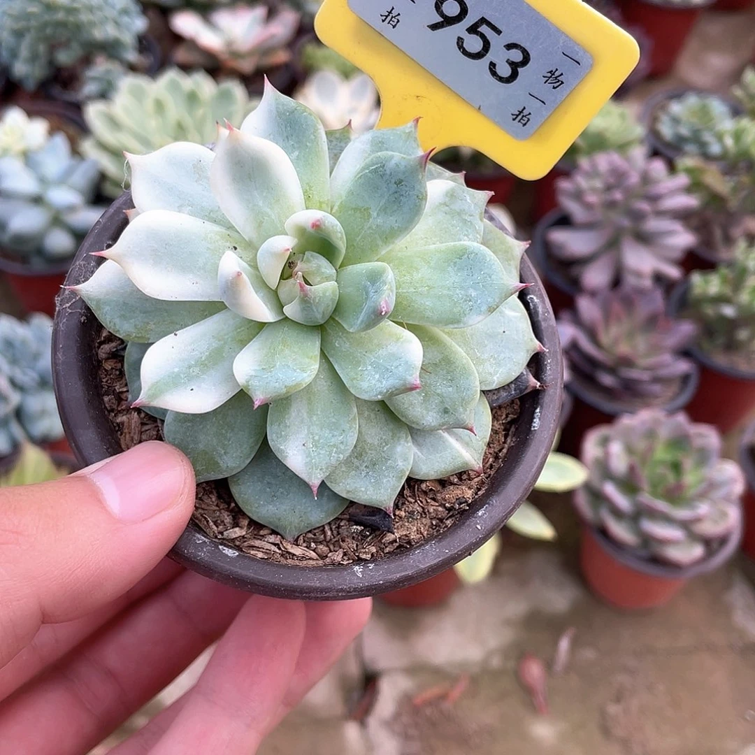 *****953号的票已经没办法