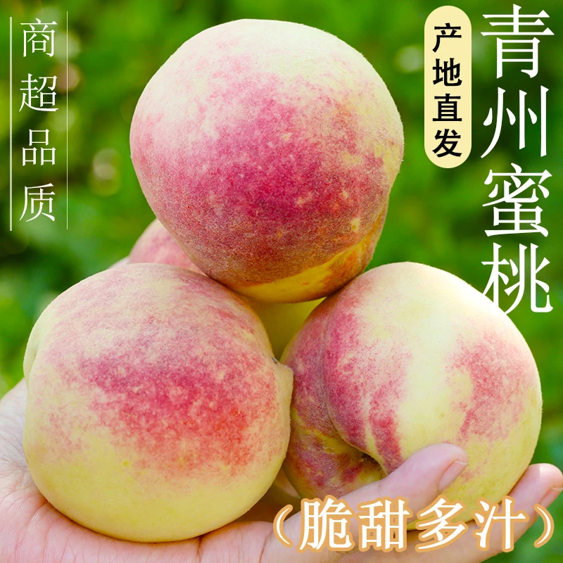 正宗青州水蜜桃毛桃桃子新鲜水果现摘现发正宗脆甜桃子