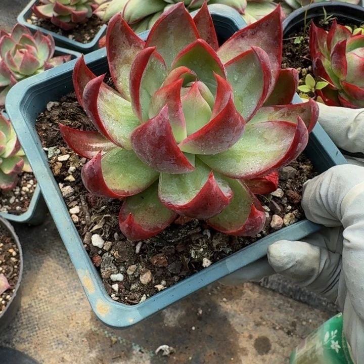 惊鸿仙子量拍一颗，，，，，，