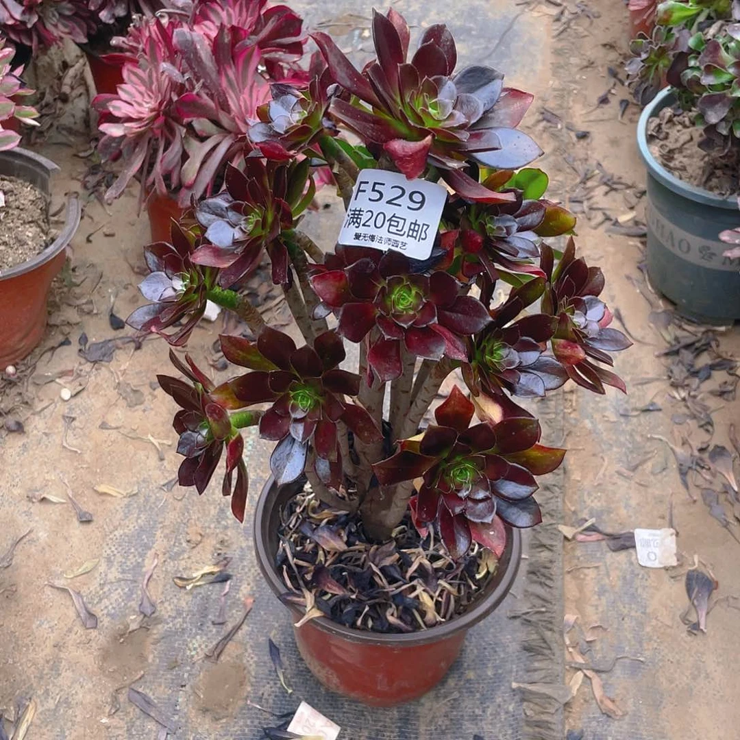 529黑法师多肉小损不包