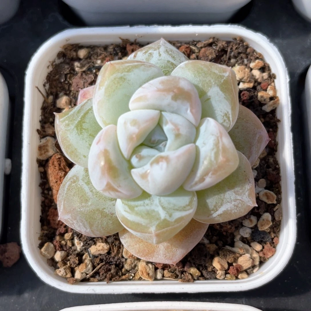 优选新品开播福利1234