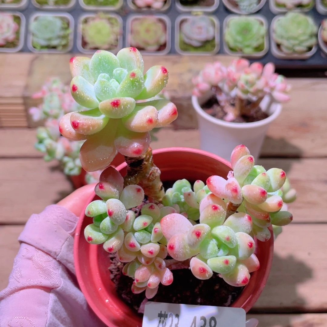 花利美23-438罗琦