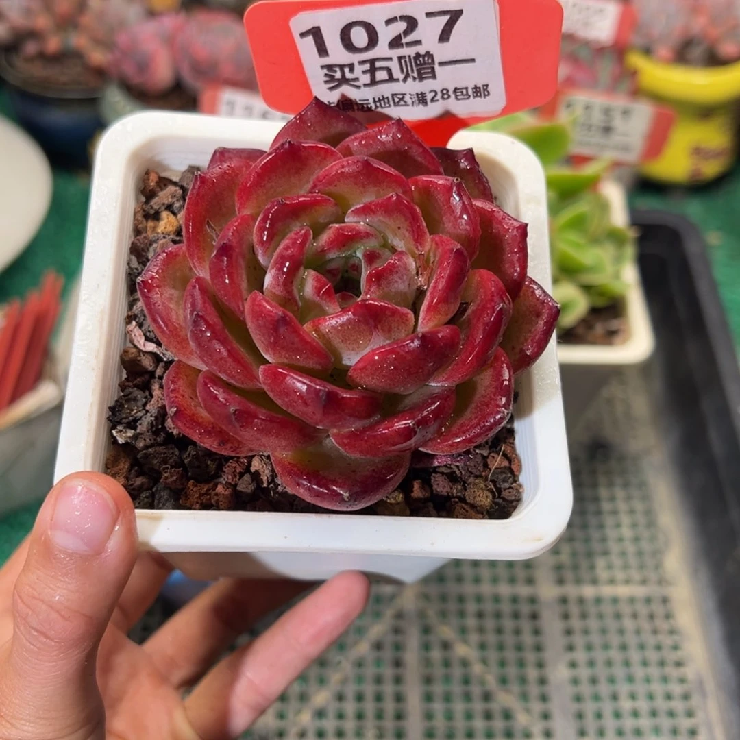 表妹精品多肉1027.