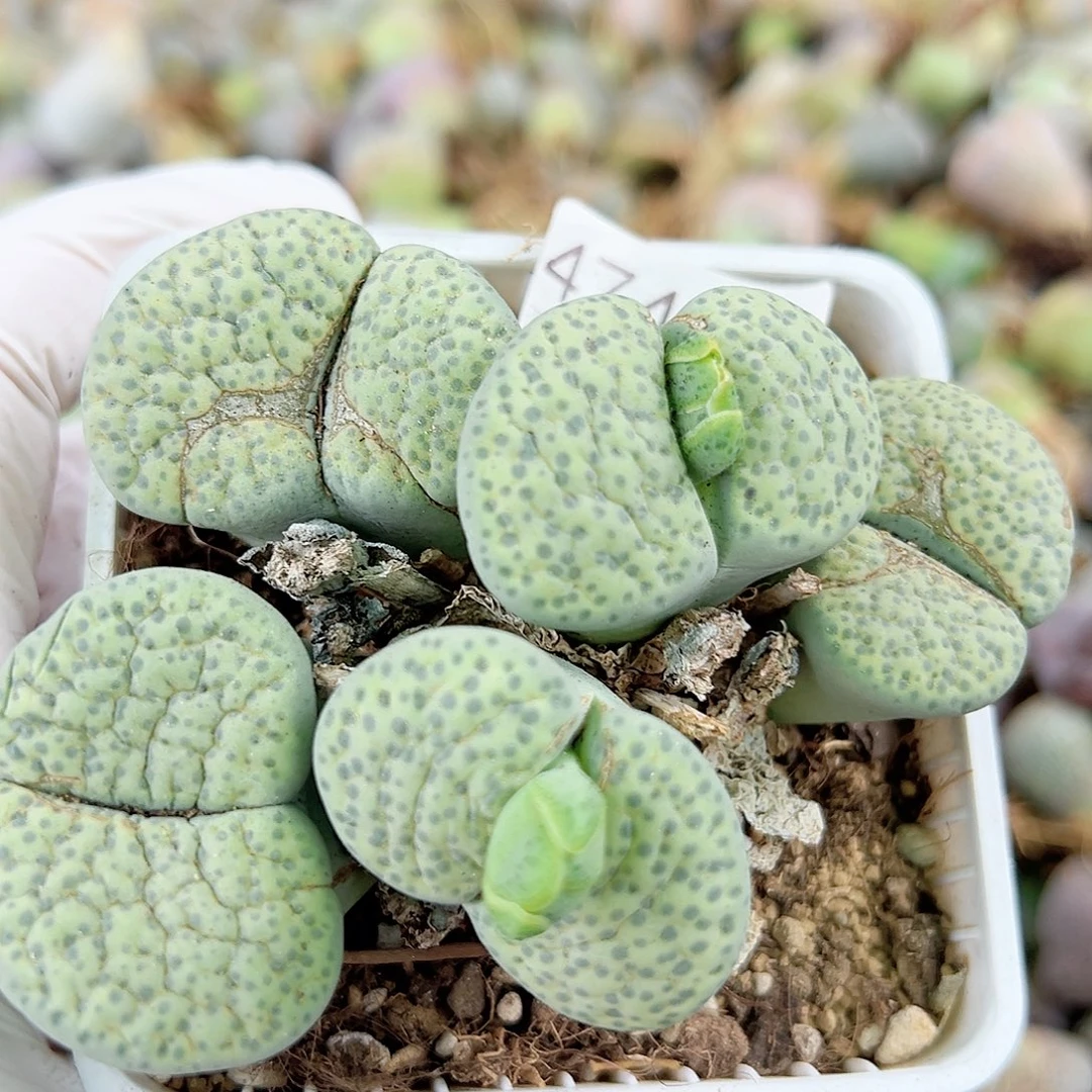 4748 好养易活生石花大母本