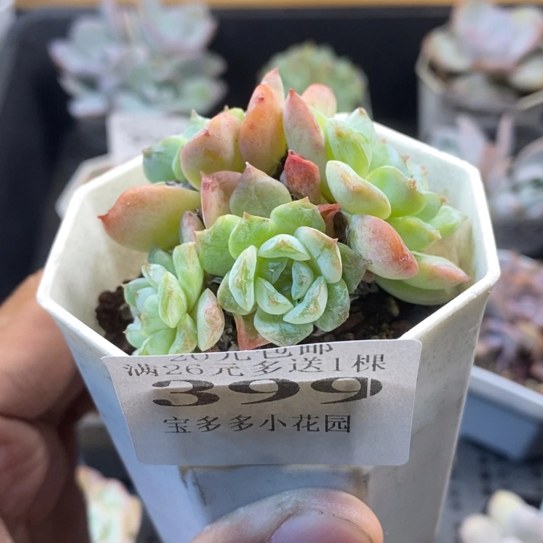 四头雪颜冰魄一物一拍满20包邮满26送一颗多肉