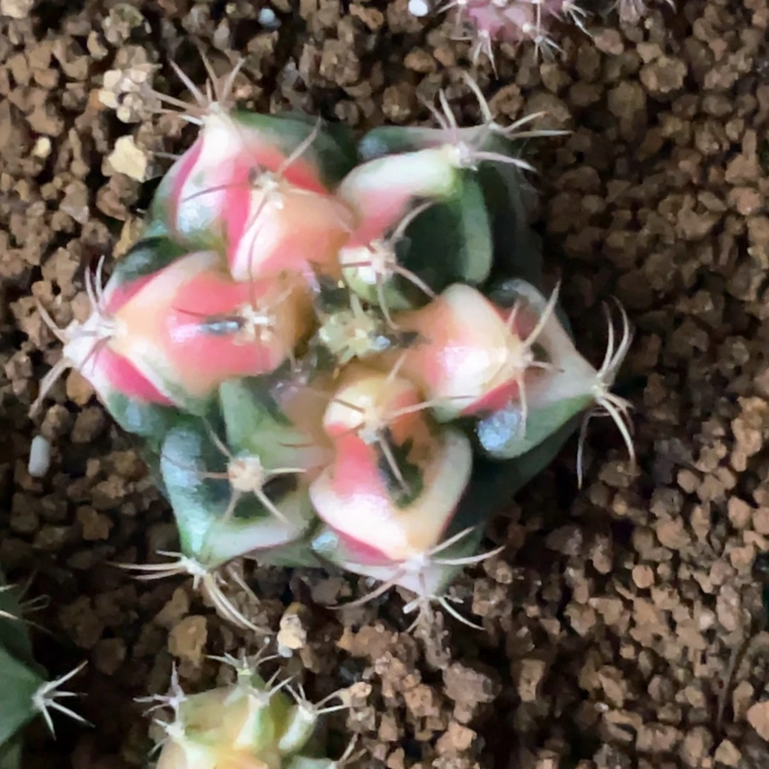 当前无花朵，栽培后可花朵粉水晶