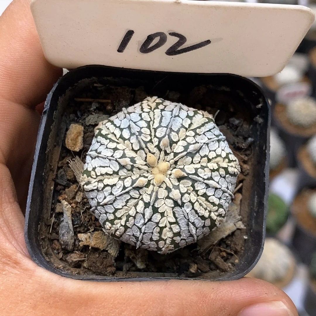 102福利特价来了哦吼吼