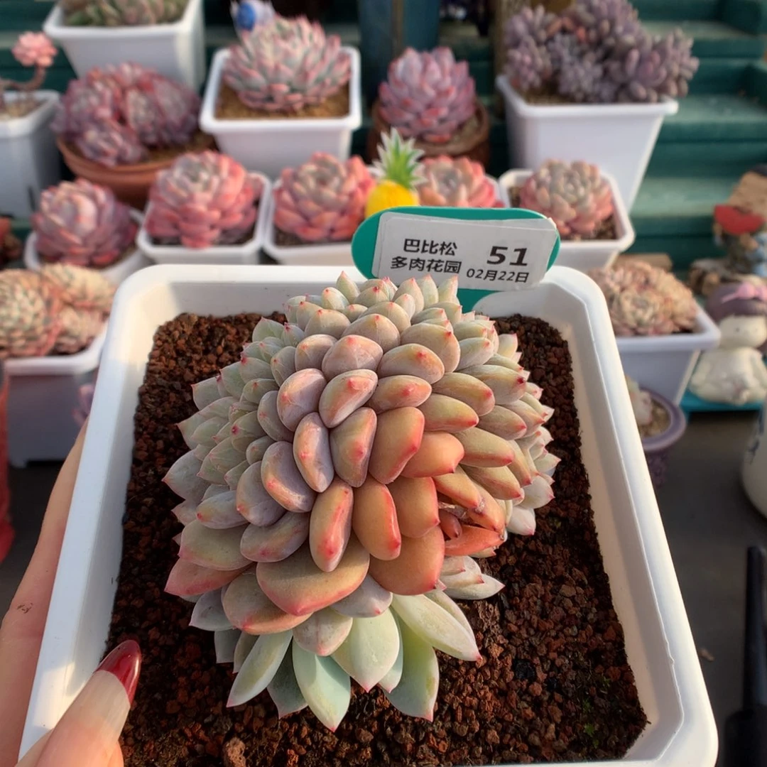 51梦露缀化多肉植物