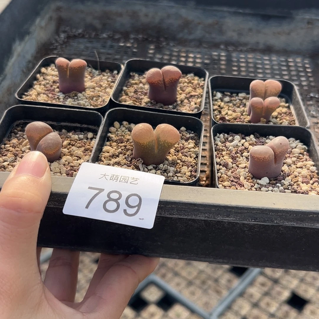 量拍以下1颗脱土发。  789