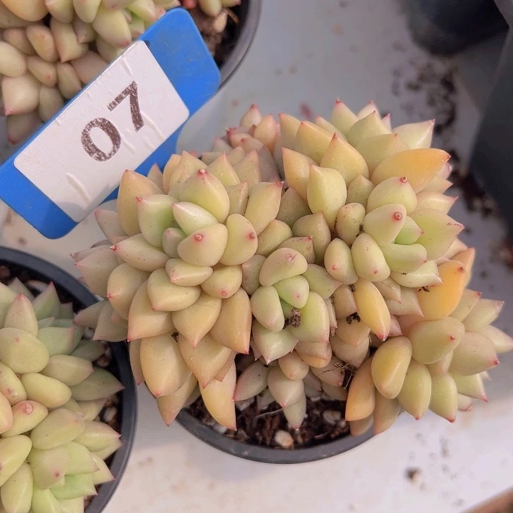 健健康康平平安安