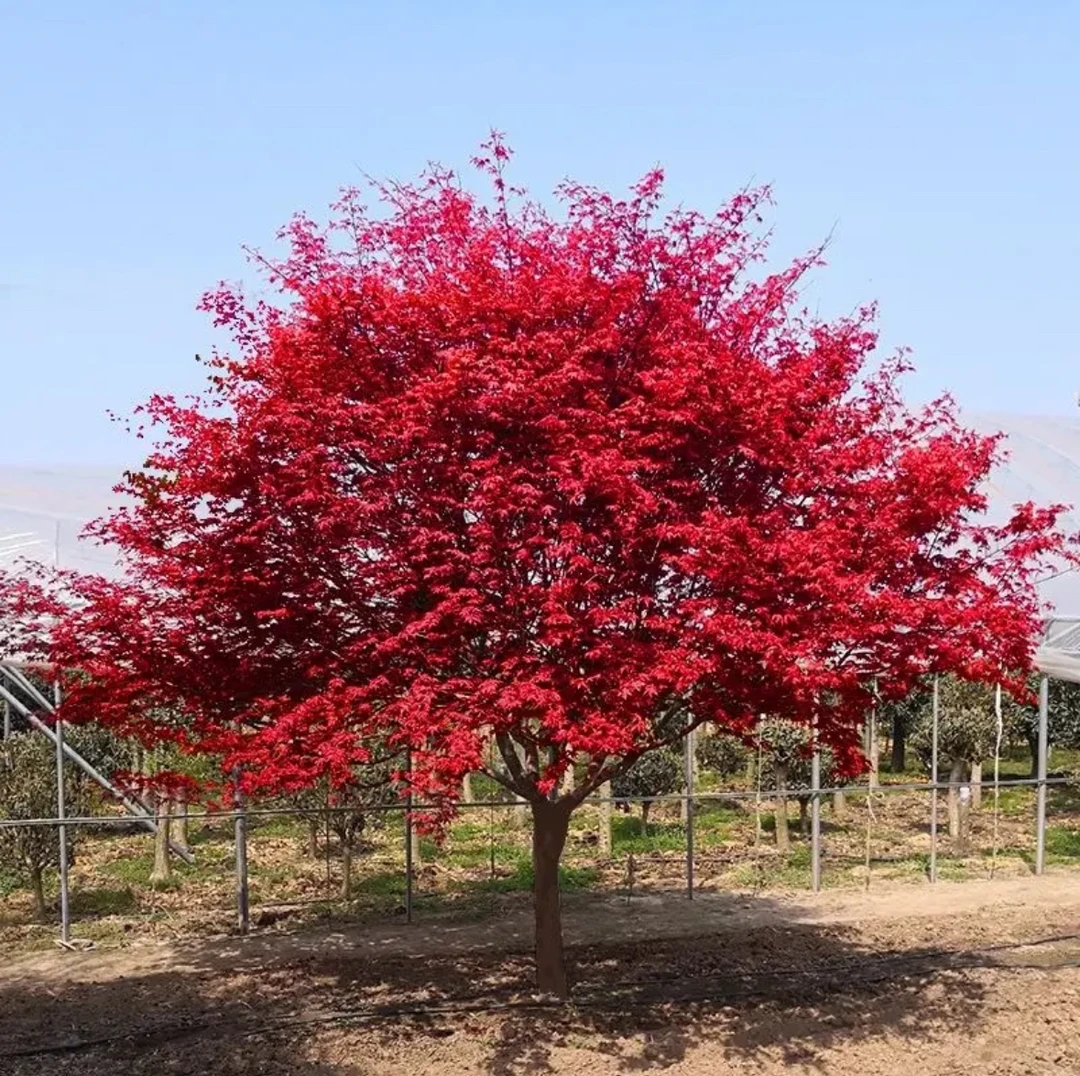庭院观叶植物红枫树苗耐寒耐热枫树苗中国红枫日本红枫苗