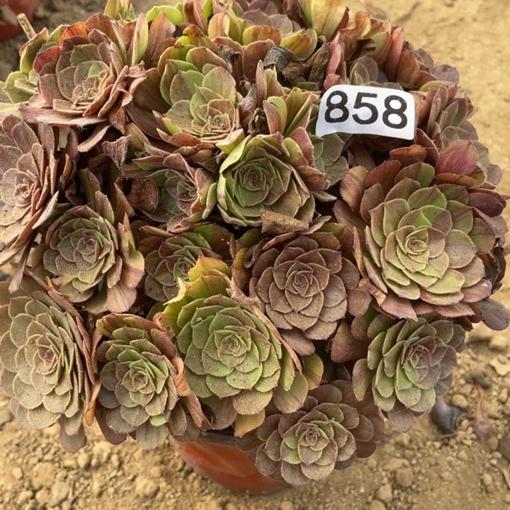 无花朵858多肉植物花月夜