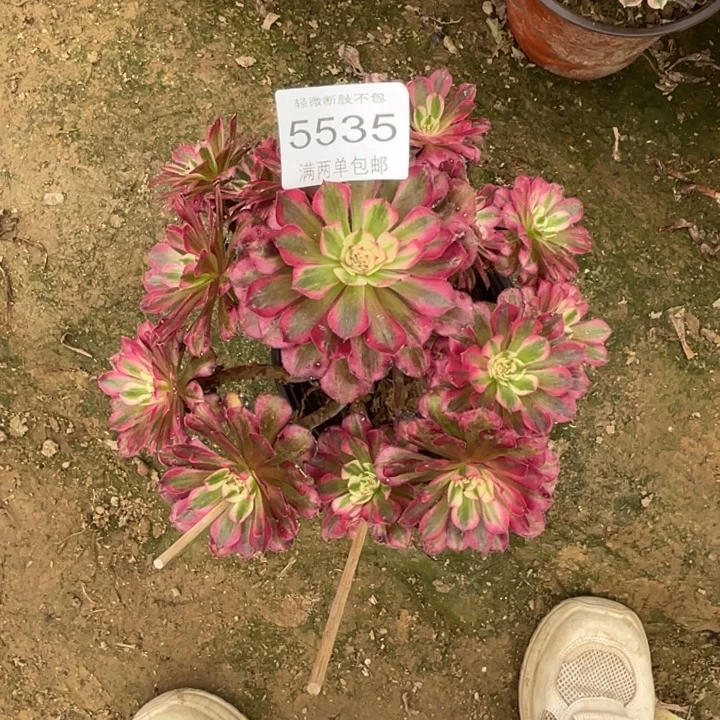 5535红铜的的多肉