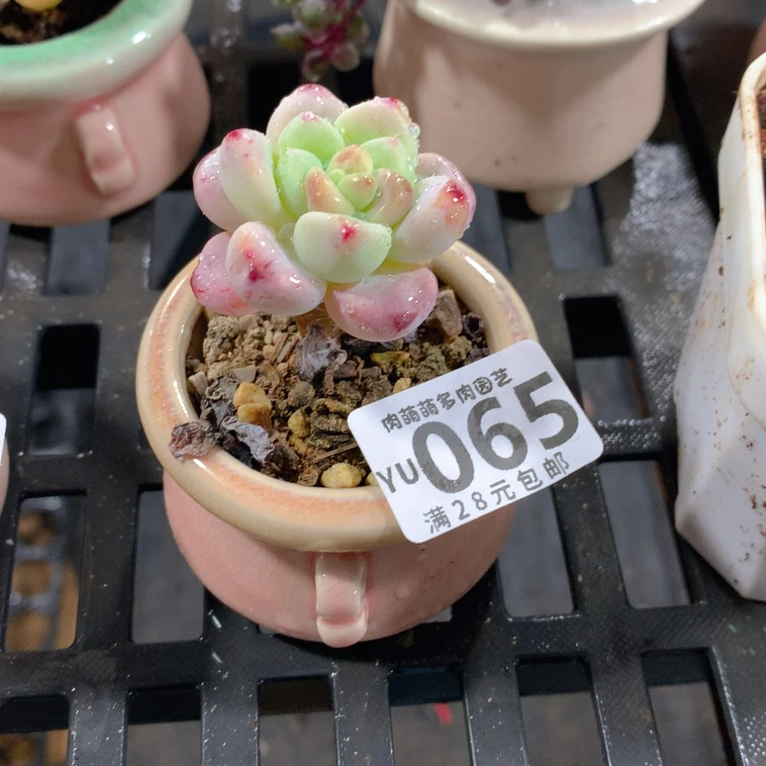 肉萌萌拇指盆精控多肉YU065