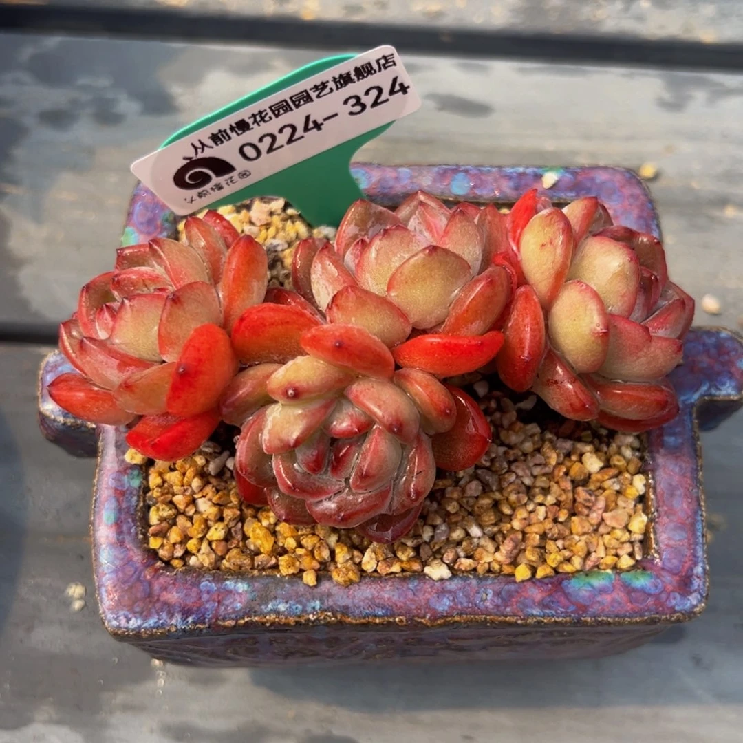 从前慢多肉精选编号0224.324