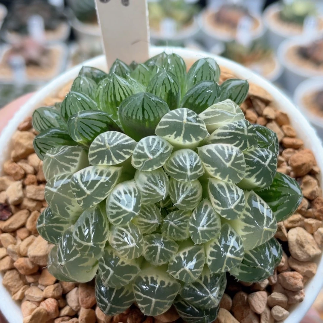 54糊斑宫灯锦。