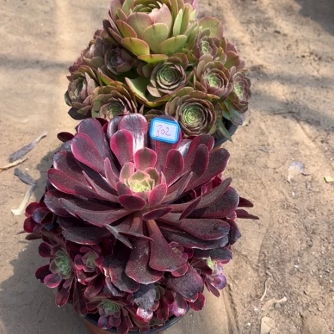 802多肉植物组合