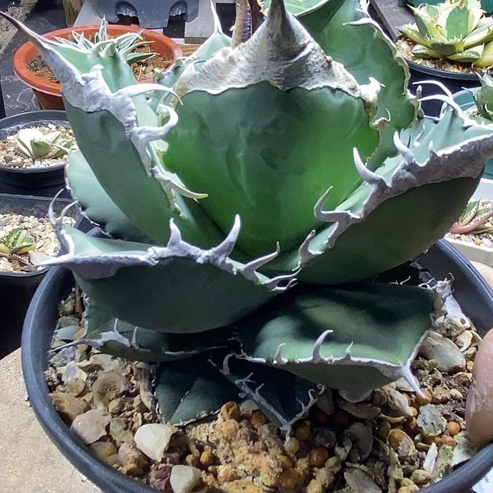 云***仔立可白。