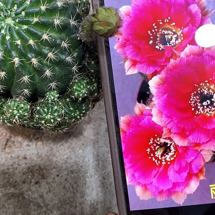 小乔仙人球，2578999