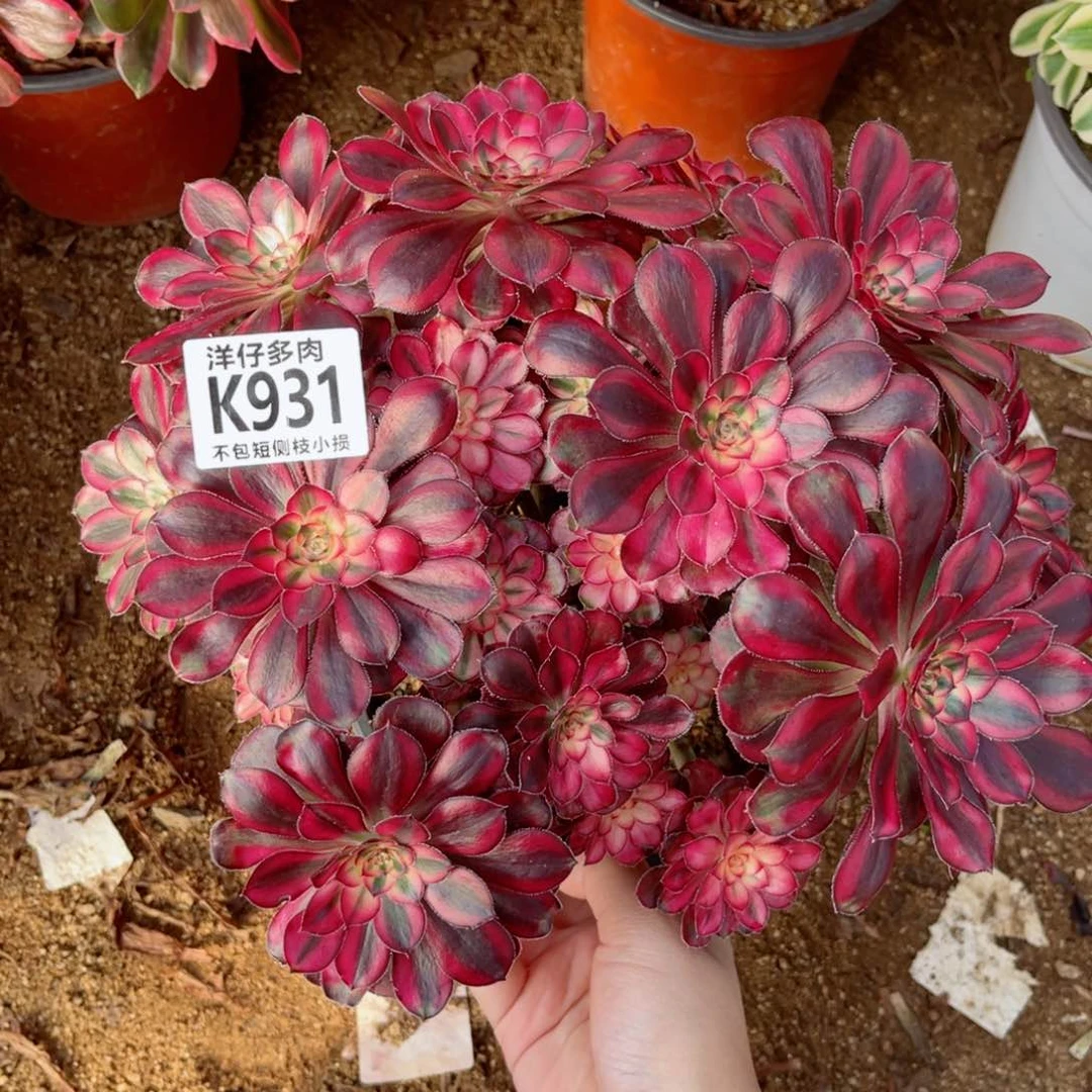 931香耐尔冠幅20左右