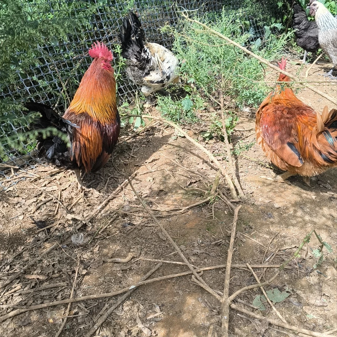 云南跑山鸡 大红公鸡 原生态散养土鸡 生态鸡