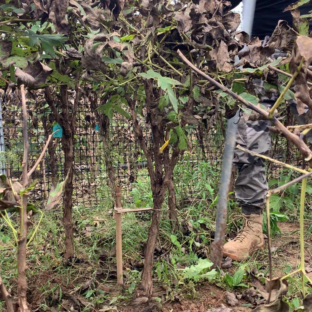 当前无花栽培后可以开花岛锦牡丹