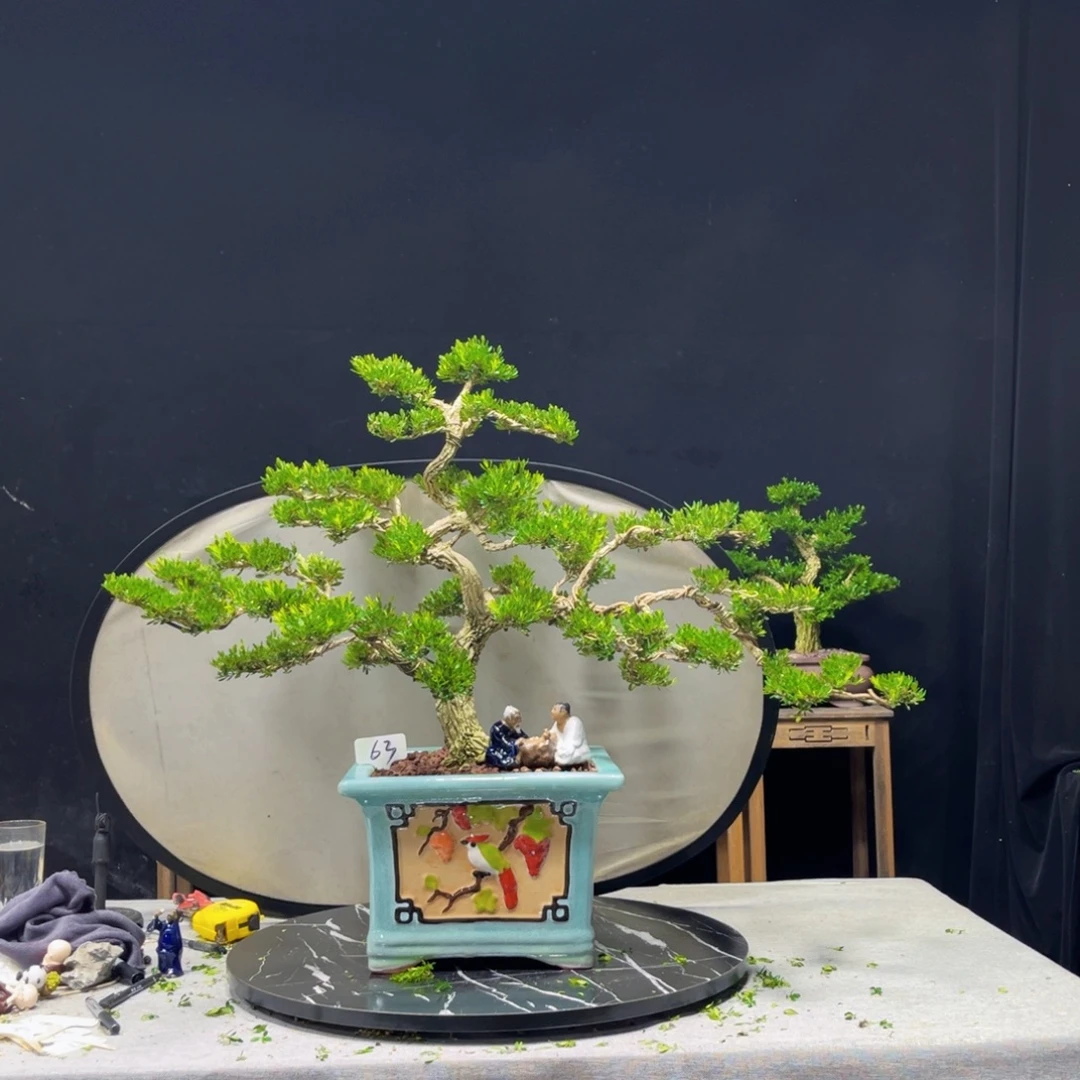 。***。完全开放黄杨盆景