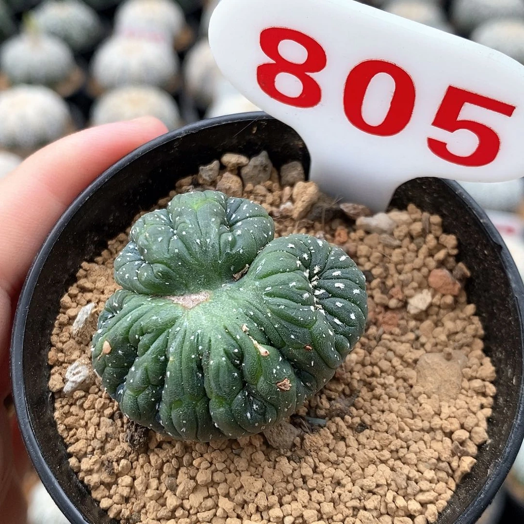 805兜缀化系列产品