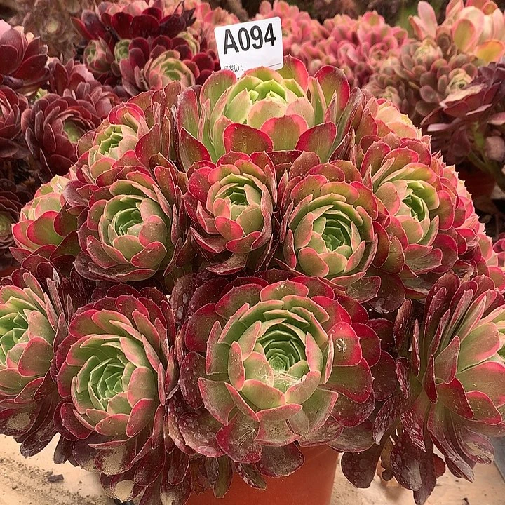 094安娜多肉法师锦