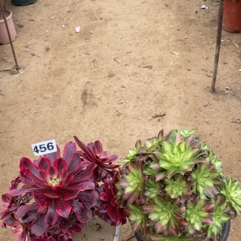 456，2棵多肉法师