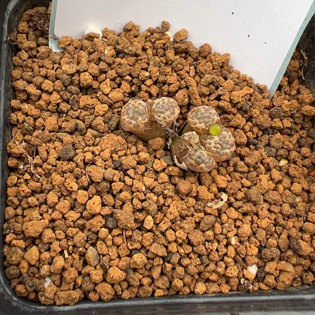 茜***气23-35肉锥多肉植物