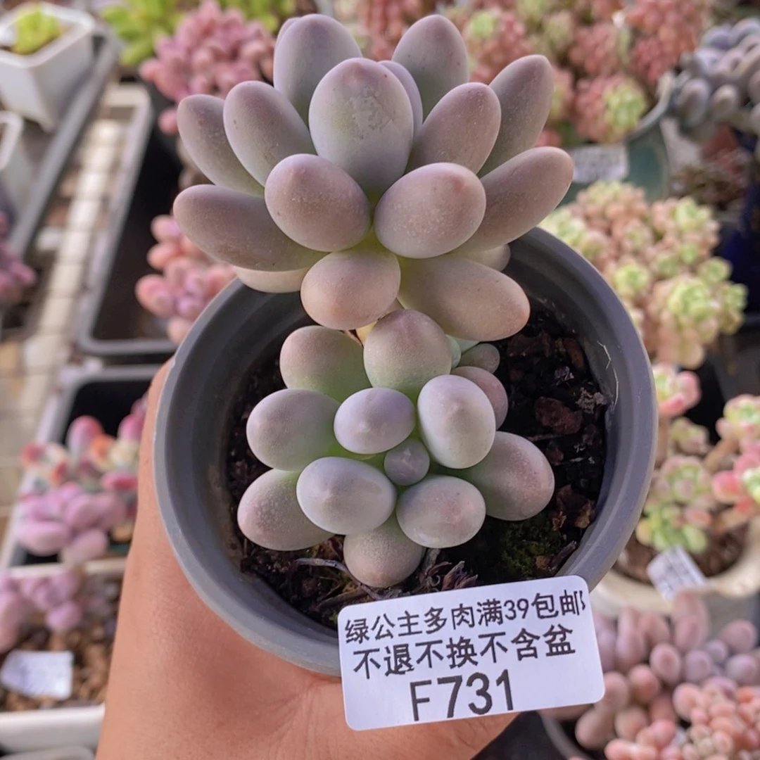 汤圆6cm731多肉植物