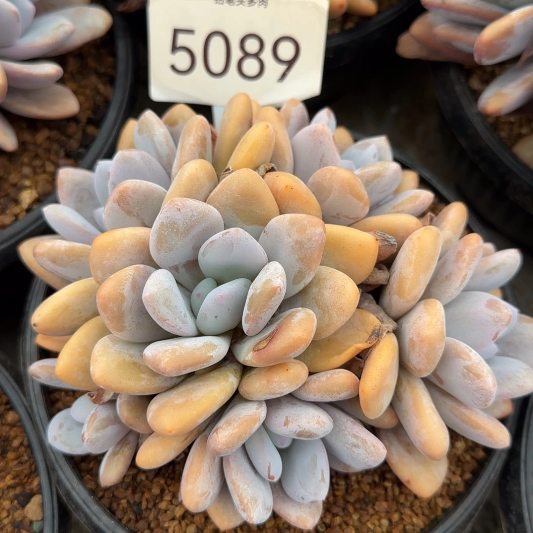 5089。     粉兔群