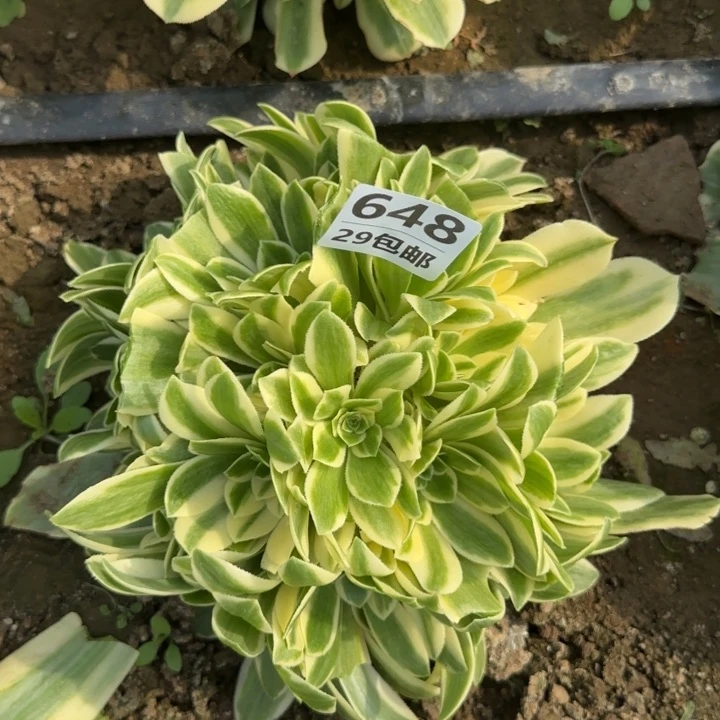 迈巴赫……多肉植物的