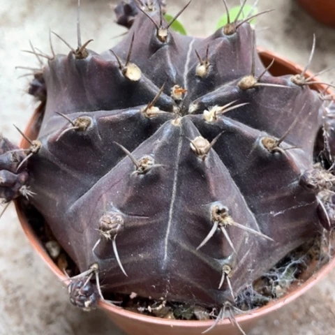 紫牡丹仙人球12米