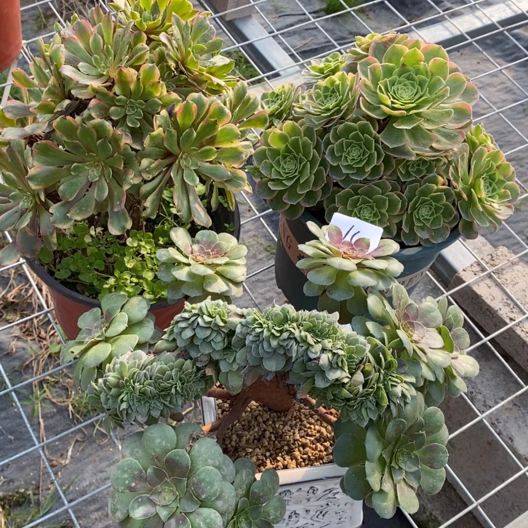 无花朵多肉植物组合拼盘14