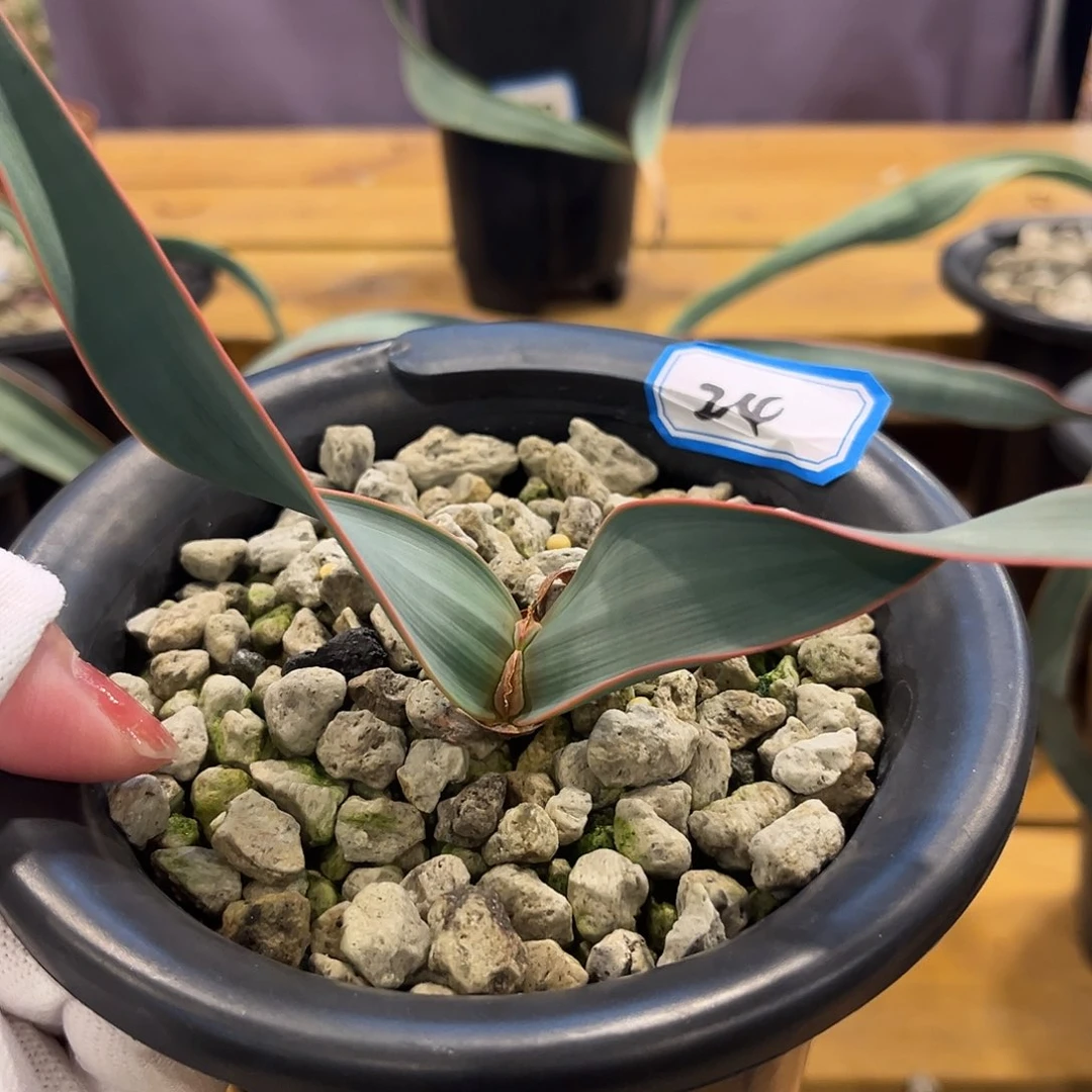 汤圆植物百岁兰24红边卷叶