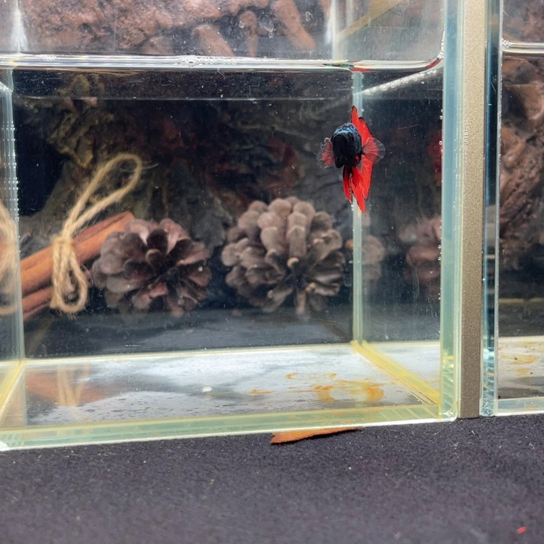 斗鱼十二月二十七日竞价