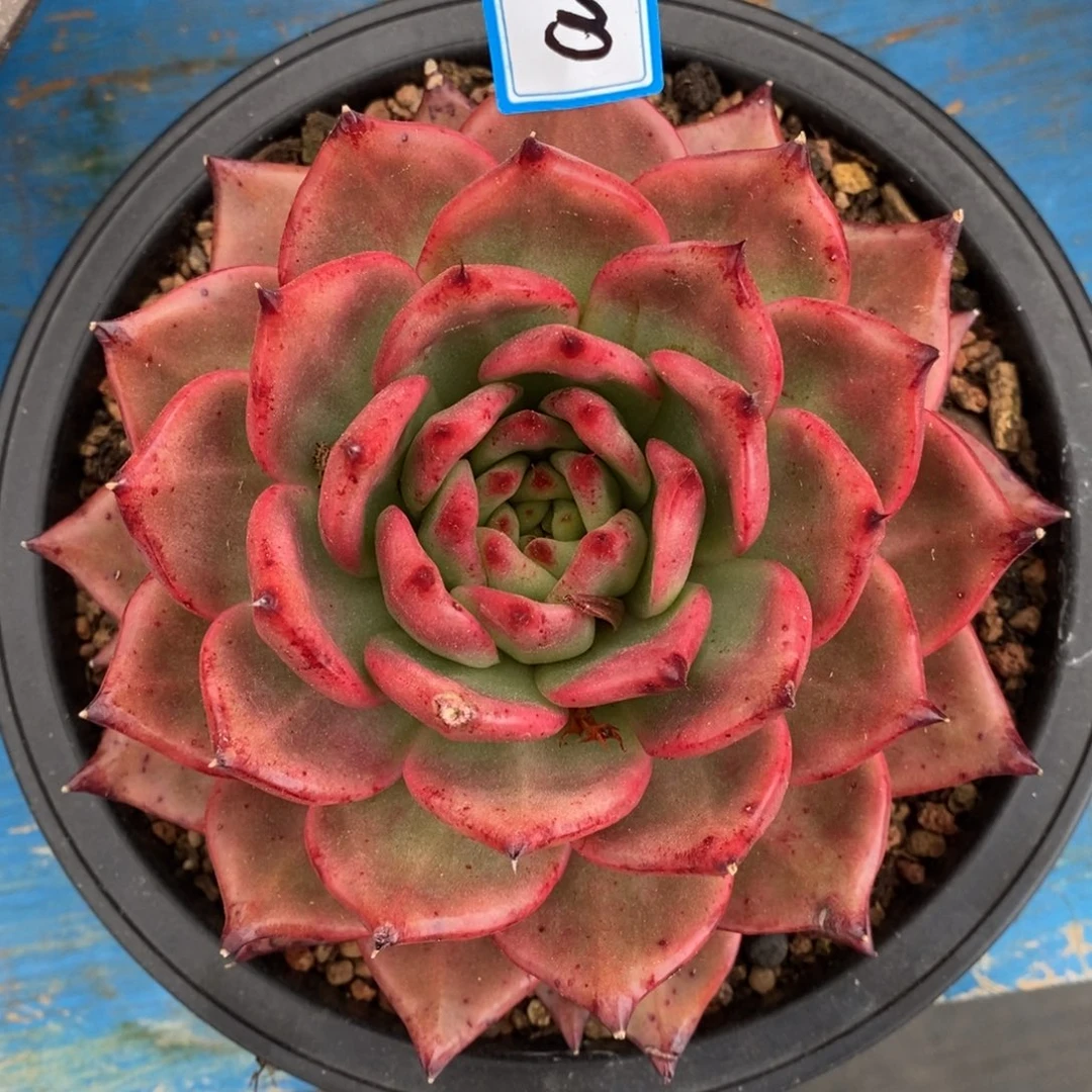 福利菩萨玛丽亚a1