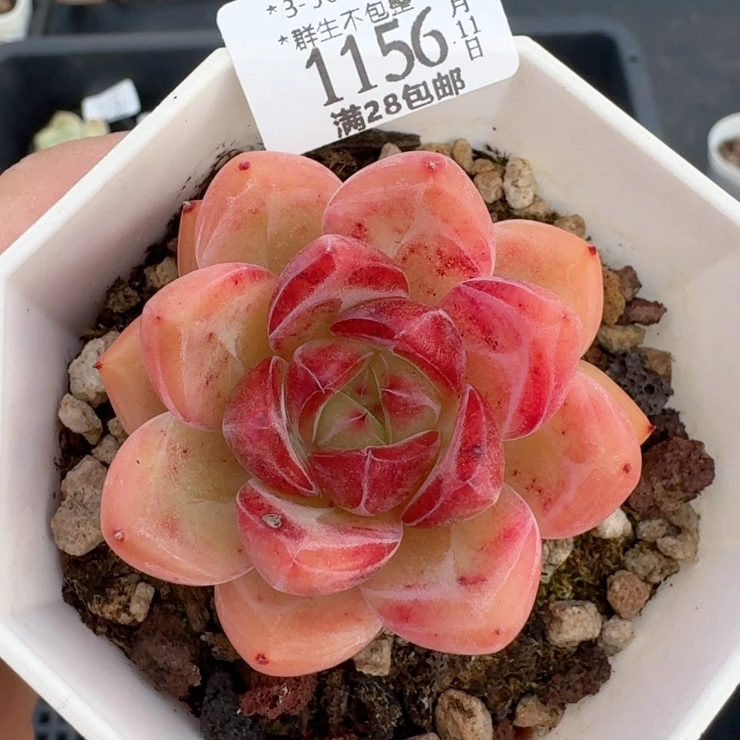 1156一物一拍的都是我