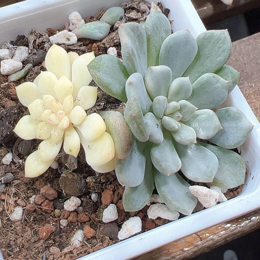 橘子球锦  小方花圃一单包邮非偏远
