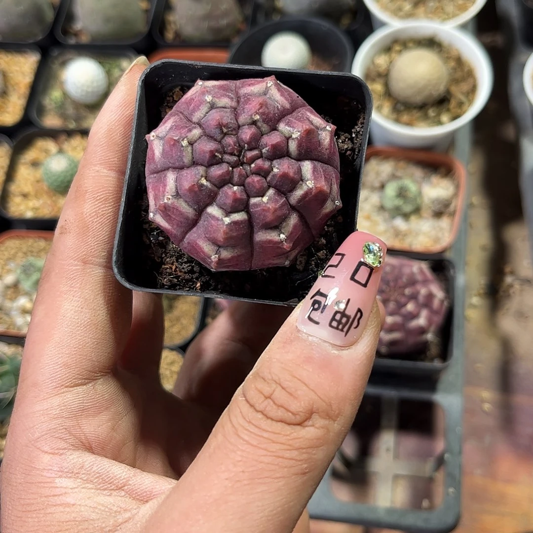 我****?11184一物一拍单头发货