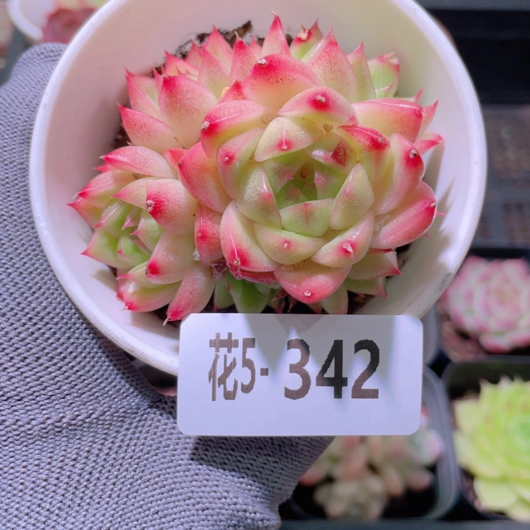 花利美5-342麦秆群