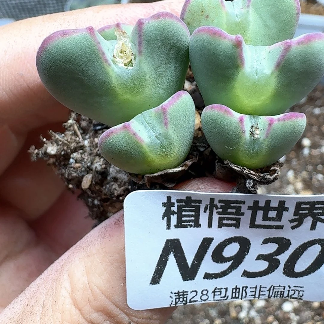 多肉植物的润泽付出