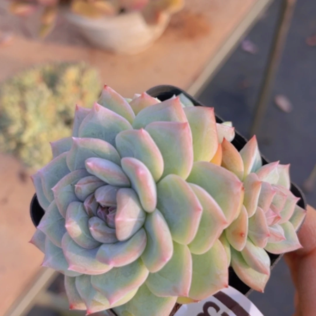 【闪购商品】杂13123