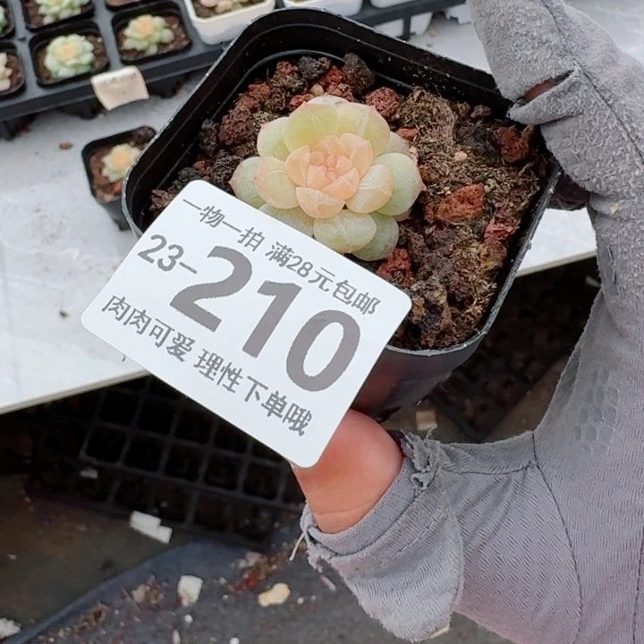 优选珍妮无盆土发货