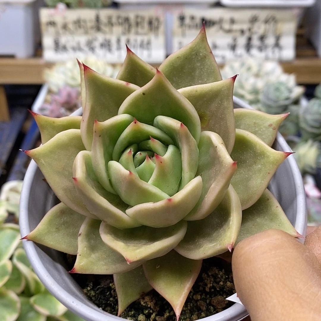 0674 星星锦多肉